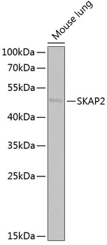 SKAP2 Antibody