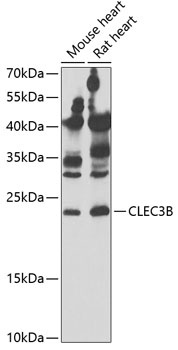 CLEC3B Antibody