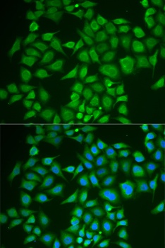 PNOC Antibody