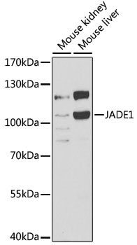 JADE1 Antibody