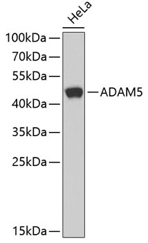 ADAM5 Antibody