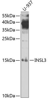 INSL3 Antibody