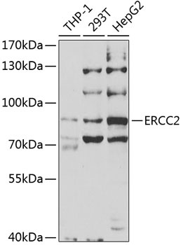 ERCC2 Antibody