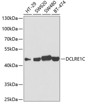 DCLRE1C Antibody