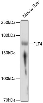 FLT4 Antibody