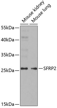 SFRP2 Antibody