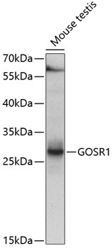 GOSR1 Antibody