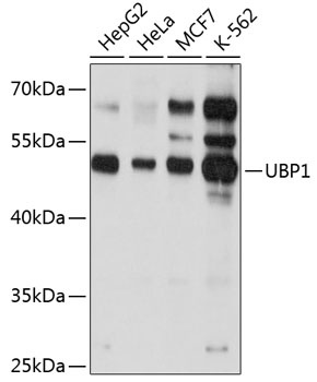 UBP1 Antibody