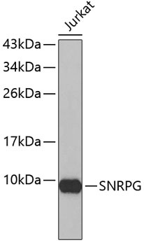 SNRPG Antibody