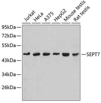 SEPT7. Antibody