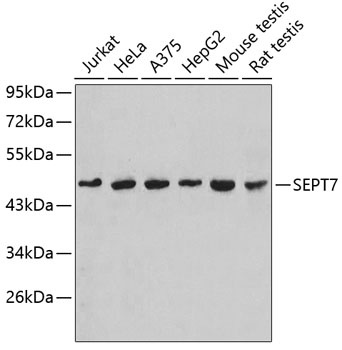 SEPT7 Antibody