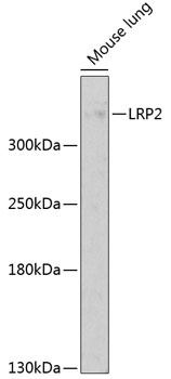 LRP2 Antibody