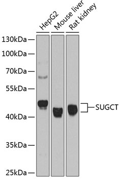 SUGCT Antibody