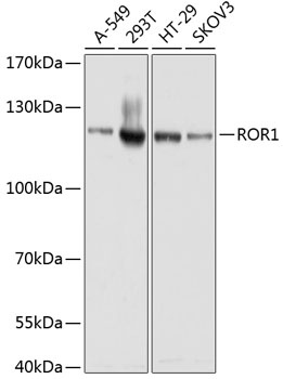 ROR1 Antibody