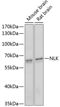 NLK Antibody