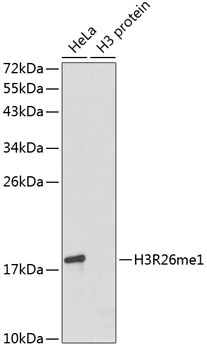 H3R26me1 Antibody