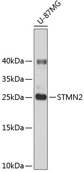 STMN2 Antibody
