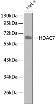 HDAC7 Antibody