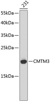 CMTM3 Antibody