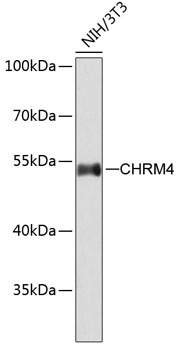 CHRM4 Antibody