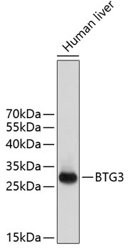 BTG3 Antibody