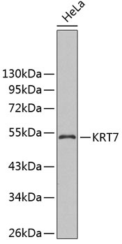 KRT7 Antibody