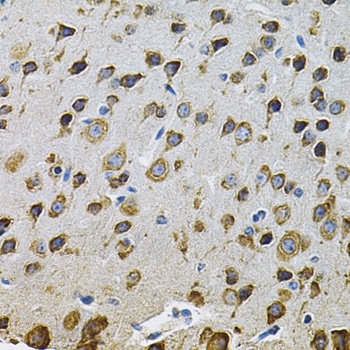 NCF4 Antibody