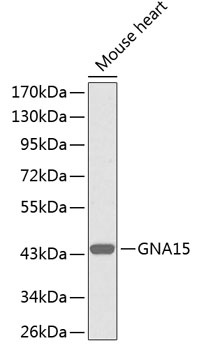 GNA15 Antibody