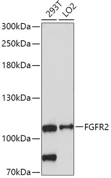 FGFR2 Antibody