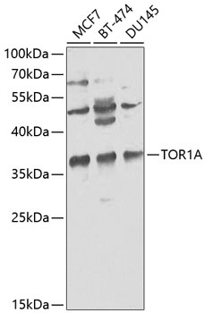 TOR1A Antibody