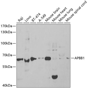 APBB1 Antibody