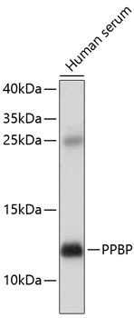 PPBP Antibody