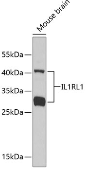 IL1RL1 Antibody