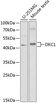 DKC1 Antibody