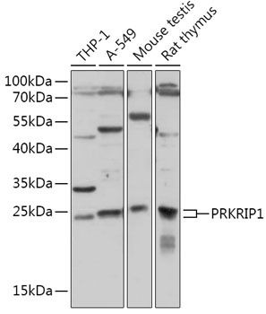 PRKRIP1 Antibody