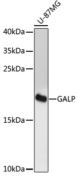 GALP Antibody