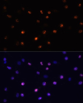 MKI67 Antibody