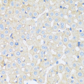 ASGR1 Antibody