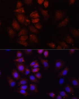 HRNR Antibody