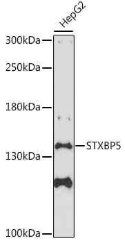 STXBP5 Antibody