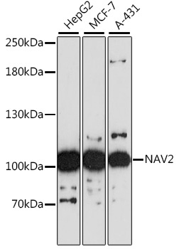 NAV2 Antibody