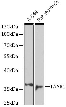 TAAR1 Antibody
