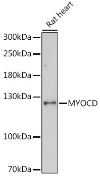 MYOCD Antibody