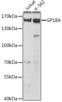 GP1BA Antibody