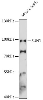 SUN1 Antibody