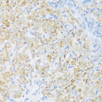 BMP2 Antibody