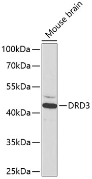 DRD3 Antibody