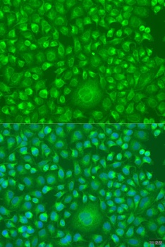 IFNW1 Antibody