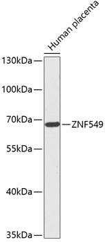 ZNF549 Antibody