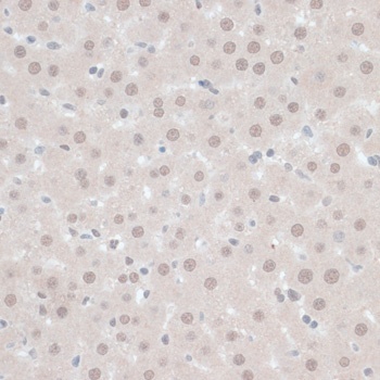 ZNF446 Antibody
